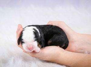 tri-colored female mini bernedoodle near Chicago Illinois