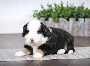 tri-colored female mini bernedoodle near Chicago Illinois