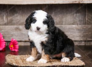 tri-colored female mini bernedoodle near Chicago Illinois