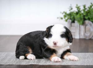 tri-colored female mini bernedoodle near Chicago Illinois