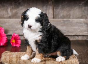 tri-colored female mini bernedoodle near Chicago Illinois