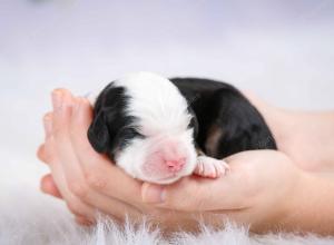 tri-colored female mini bernedoodle near Chicago Illinois