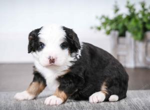 tri-colored female mini bernedoodle near Chicago Illinois