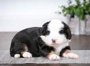 tri-colored female mini bernedoodle near Chicago Illinois