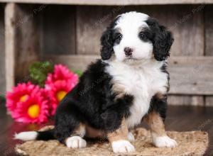 tri-colored female mini bernedoodle near Chicago Illinois