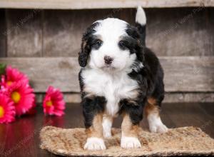 tri-colored female mini bernedoodle near Chicago Illinois