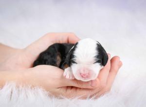 tri-colored female mini bernedoodle near Chicago Illinois