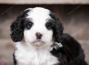 tri-colored female mini bernedoodle near Chicago Illinois