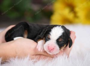 tri-colored male mini bernedoodle near St Louis Missouri