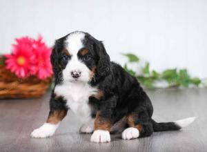 tri-colored male mini bernedoodle near St Louis Missouri