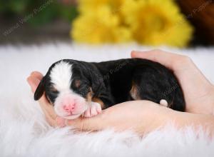 tri-colored male mini bernedoodle near St Louis Missouri