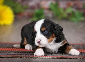 tri-colored male mini bernedoodle near St Louis Missouri