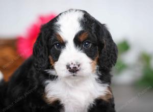 tri-colored male mini bernedoodle near St Louis Missouri