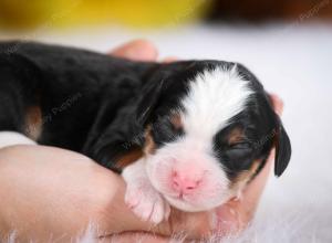 tri-colored male mini bernedoodle near St Louis Missouri