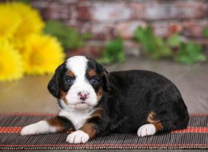 tri-colored male mini bernedoodle near St Louis Missouri