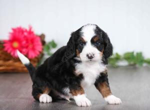 tri-colored male mini bernedoodle near St Louis Missouri