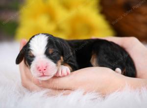 tri-colored male mini bernedoodle near St Louis Missouri