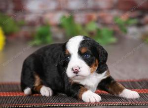 tri-colored male mini bernedoodle near St Louis Missouri