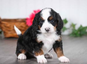 tri-colored male mini bernedoodle near St Louis Missouri