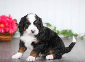 tri-colored male mini bernedoodle near St Louis Missouri 