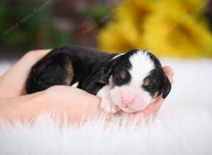 tri-colored female mini bernedoodle near Chicago Illinois