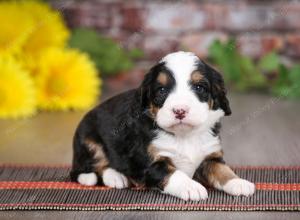 tri-colored female mini bernedoodle near Chicago Illinois