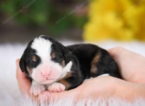 tri-colored female mini bernedoodle near Chicago Illinois