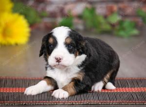 tri-colored female mini bernedoodle near Chicago Illinois