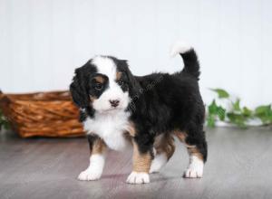 tri-colored female mini bernedoodle near Chicago Illinois