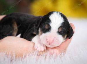 tri-colored female mini bernedoodle near Chicago Illinois