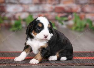 tri-colored female mini bernedoodle near Chicago Illinois