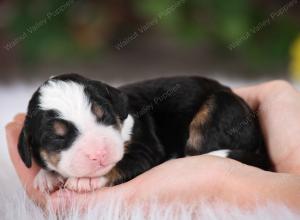 tri-colored female mini bernedoodle near Chicago Illinois