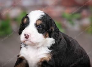 tri-colored female mini bernedoodle near Chicago Illinois