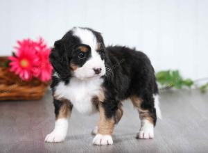 tri-colored female mini bernedoodle near Chicago Illinois