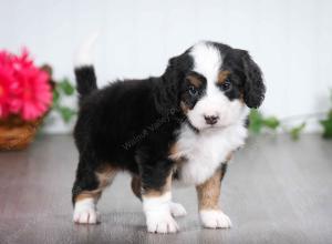 tri-colored female mini bernedoodle near Chicago Illinois