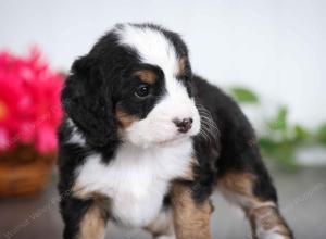 tri-colored female mini bernedoodle near Chicago Illinois