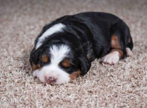 tri-colored female mini bernedoodle near Chicago Illinois