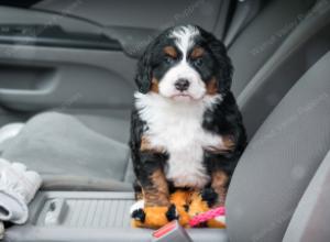 tri-colored female mini bernedoodle near Chicago Illinois