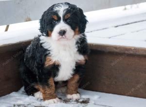 tri-colored female mini bernedoodle near Chicago Illinois