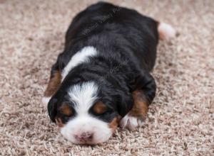 tri-colored female mini bernedoodle near Chicago Illinois