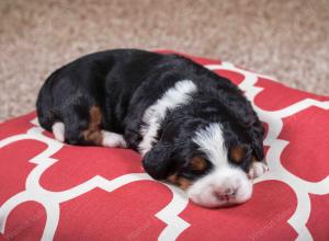 tri-colored female mini bernedoodle near Chicago Illinois