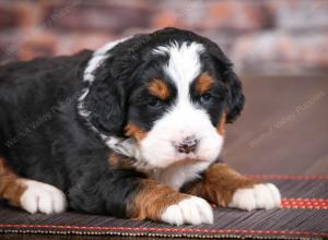 tri-colored female mini bernedoodle near Chicago Illinois