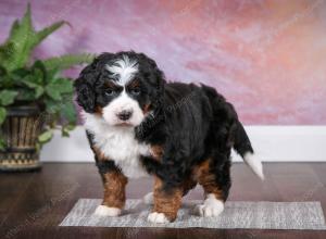 tri-colored female mini bernedoodle near Chicago Illinois