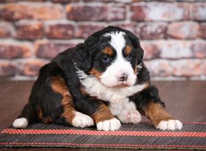 tri-colored female mini bernedoodle near Chicago Illinois