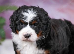 tri-colored female mini bernedoodle near Chicago Illinois