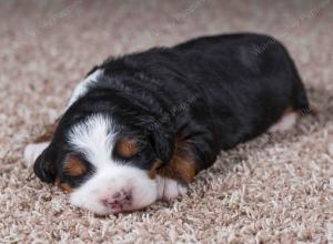 tri-colored female mini bernedoodle near Chicago Illinois