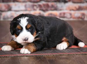 tri-colored female mini bernedoodle near Chicago Illinois