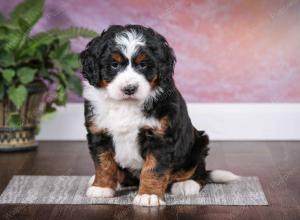 tri-colored female mini bernedoodle near Chicago Illinois