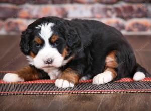 tri-colored female mini bernedoodle near Chicago Illinois