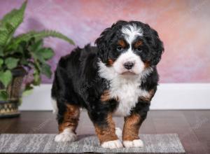 tri-colored female mini bernedoodle near Chicago Illinois